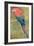 Red and Blue Macaw (W/C Heightened with White on Paper)-Henry Stacey Marks-Framed Giclee Print