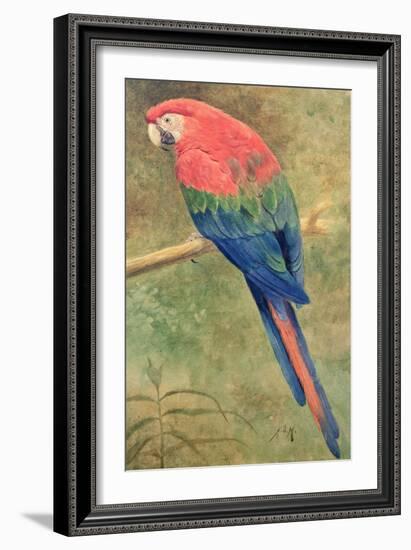 Red and Blue Macaw (W/C Heightened with White on Paper)-Henry Stacey Marks-Framed Giclee Print