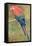 Red and Blue Macaw (W/C Heightened with White on Paper)-Henry Stacey Marks-Framed Premier Image Canvas