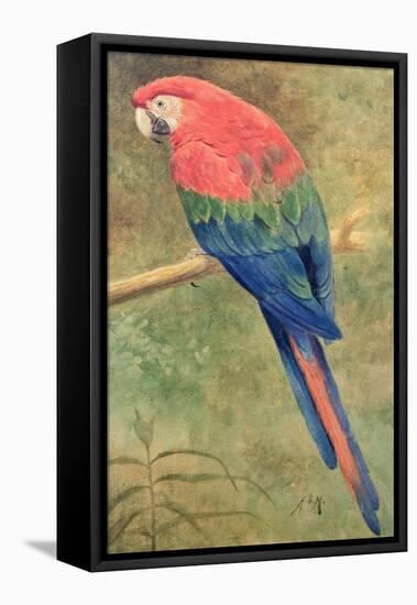 Red and Blue Macaw (W/C Heightened with White on Paper)-Henry Stacey Marks-Framed Premier Image Canvas