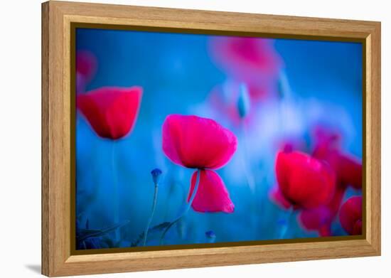 Red and blue-Marco Carmassi-Framed Premier Image Canvas