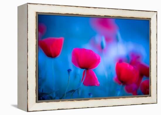 Red and blue-Marco Carmassi-Framed Premier Image Canvas