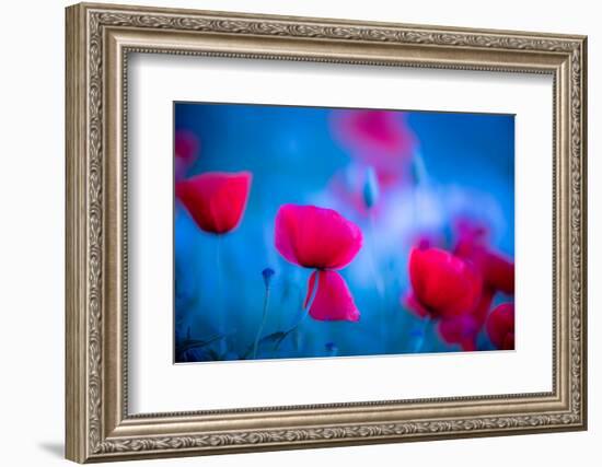 Red and blue-Marco Carmassi-Framed Photographic Print