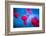 Red and blue-Marco Carmassi-Framed Photographic Print