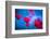 Red and blue-Marco Carmassi-Framed Photographic Print