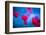 Red and blue-Marco Carmassi-Framed Photographic Print