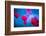 Red and blue-Marco Carmassi-Framed Photographic Print