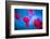 Red and blue-Marco Carmassi-Framed Photographic Print