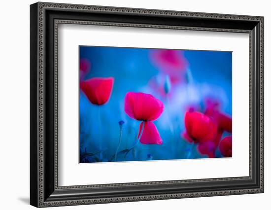 Red and blue-Marco Carmassi-Framed Photographic Print