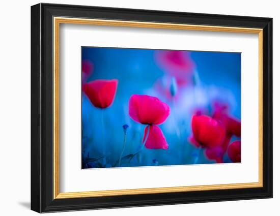 Red and blue-Marco Carmassi-Framed Photographic Print