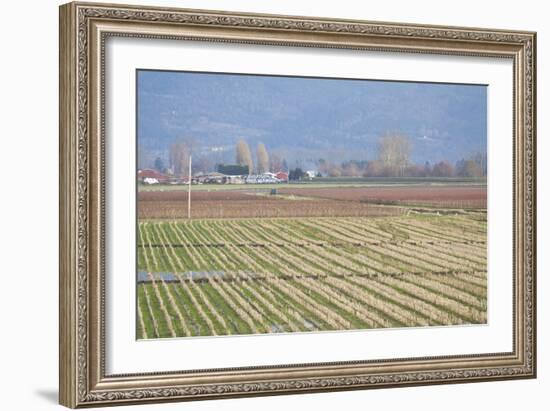 Red and Gold Fields I-Dana Styber-Framed Photographic Print