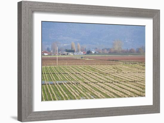 Red and Gold Fields I-Dana Styber-Framed Photographic Print