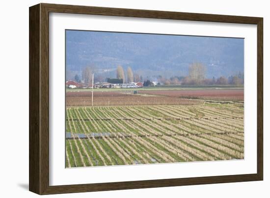 Red and Gold Fields I-Dana Styber-Framed Photographic Print