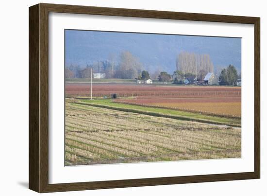 Red and Gold Fields II-Dana Styber-Framed Photographic Print