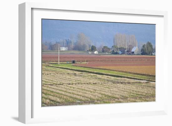 Red and Gold Fields II-Dana Styber-Framed Photographic Print