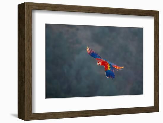 Red and Gold Macaw flying, Lotus, California, USA.-Betty Sederquist-Framed Photographic Print