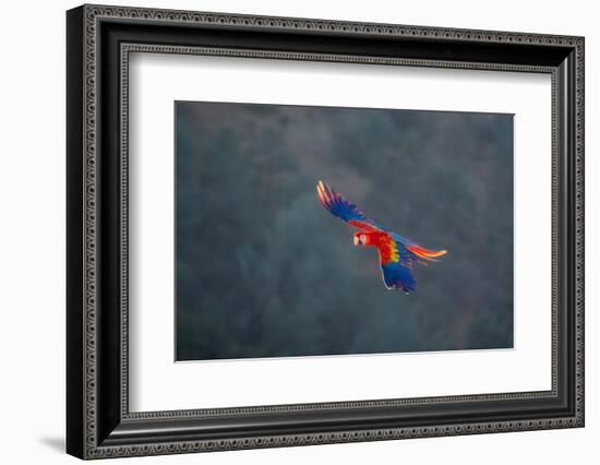 Red and Gold Macaw flying, Lotus, California, USA.-Betty Sederquist-Framed Photographic Print