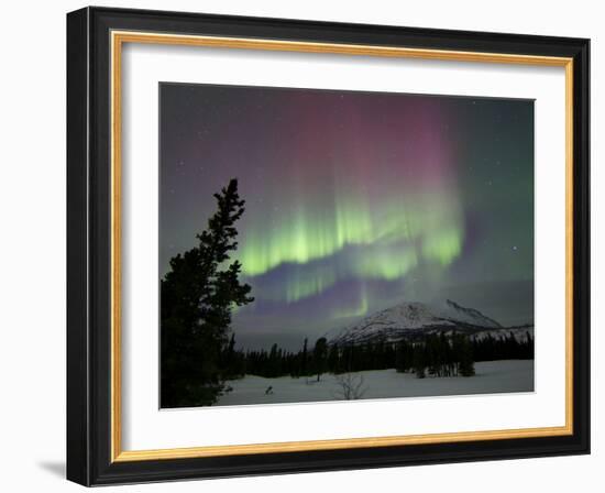 Red And Green Aurora Borealis Over Carcross Dessert, Carcross, Yukon, Canada-Stocktrek Images-Framed Photographic Print