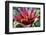 Red and green Bromeliad, USA-Lisa Engelbrecht-Framed Photographic Print