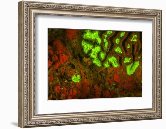 Red and Green Fluorescence in Stony Corals, Palau, Micronesia, Rock Islands-Stuart Westmorland-Framed Photographic Print