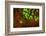 Red and Green Fluorescence in Stony Corals, Palau, Micronesia, Rock Islands-Stuart Westmorland-Framed Photographic Print