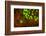 Red and Green Fluorescence in Stony Corals, Palau, Micronesia, Rock Islands-Stuart Westmorland-Framed Photographic Print