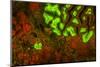 Red and Green Fluorescence in Stony Corals, Palau, Micronesia, Rock Islands-Stuart Westmorland-Mounted Photographic Print