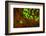 Red and Green Fluorescence in Stony Corals, Palau, Micronesia, Rock Islands-Stuart Westmorland-Framed Photographic Print