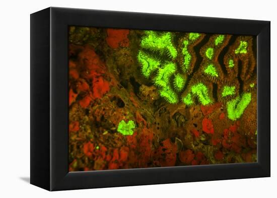 Red and Green Fluorescence in Stony Corals, Palau, Micronesia, Rock Islands-Stuart Westmorland-Framed Premier Image Canvas