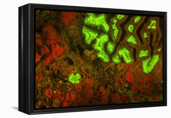 Red and Green Fluorescence in Stony Corals, Palau, Micronesia, Rock Islands-Stuart Westmorland-Framed Premier Image Canvas