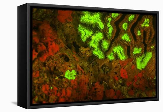 Red and Green Fluorescence in Stony Corals, Palau, Micronesia, Rock Islands-Stuart Westmorland-Framed Premier Image Canvas