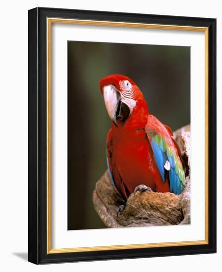 Red and Green Macaw, Amazon, Ecuador-Pete Oxford-Framed Photographic Print