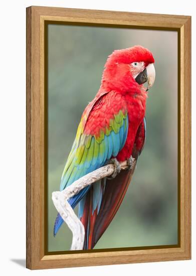 Red-And-Green Macaw (Ara Chloropterus), Buraco Das Araras, Mato Grosso Do Sul, Brazil-G&M Therin-Weise-Framed Premier Image Canvas