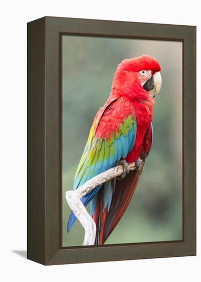 Red-And-Green Macaw (Ara Chloropterus), Buraco Das Araras, Mato Grosso Do Sul, Brazil-G&M Therin-Weise-Framed Premier Image Canvas
