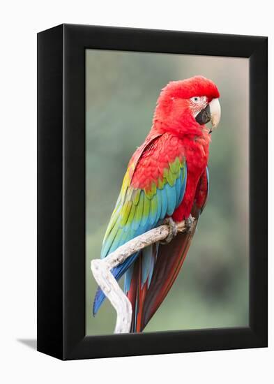 Red-And-Green Macaw (Ara Chloropterus), Buraco Das Araras, Mato Grosso Do Sul, Brazil-G&M Therin-Weise-Framed Premier Image Canvas