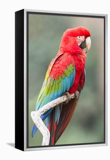 Red-And-Green Macaw (Ara Chloropterus), Buraco Das Araras, Mato Grosso Do Sul, Brazil-G&M Therin-Weise-Framed Premier Image Canvas