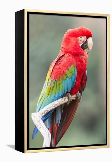 Red-And-Green Macaw (Ara Chloropterus), Buraco Das Araras, Mato Grosso Do Sul, Brazil-G&M Therin-Weise-Framed Premier Image Canvas