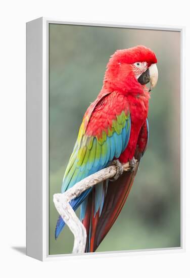 Red-And-Green Macaw (Ara Chloropterus), Buraco Das Araras, Mato Grosso Do Sul, Brazil-G&M Therin-Weise-Framed Premier Image Canvas