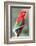 Red-And-Green Macaw (Ara Chloropterus), Buraco Das Araras, Mato Grosso Do Sul, Brazil-G&M Therin-Weise-Framed Photographic Print