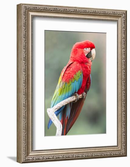 Red-And-Green Macaw (Ara Chloropterus), Buraco Das Araras, Mato Grosso Do Sul, Brazil-G&M Therin-Weise-Framed Photographic Print