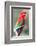 Red-And-Green Macaw (Ara Chloropterus), Buraco Das Araras, Mato Grosso Do Sul, Brazil-G&M Therin-Weise-Framed Photographic Print