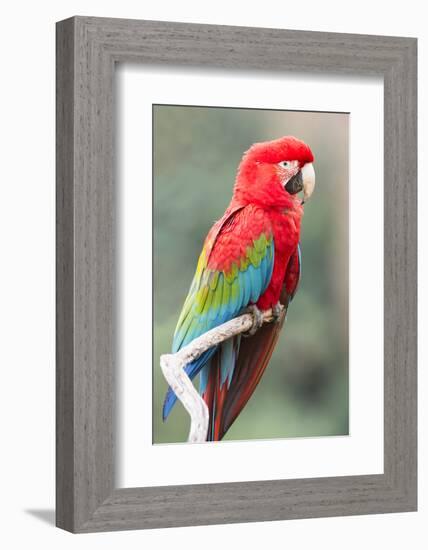 Red-And-Green Macaw (Ara Chloropterus), Buraco Das Araras, Mato Grosso Do Sul, Brazil-G&M Therin-Weise-Framed Photographic Print