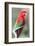 Red-And-Green Macaw (Ara Chloropterus), Buraco Das Araras, Mato Grosso Do Sul, Brazil-G&M Therin-Weise-Framed Photographic Print