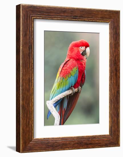 Red-And-Green Macaw (Ara Chloropterus), Buraco Das Araras, Mato Grosso Do Sul, Brazil-G&M Therin-Weise-Framed Photographic Print