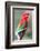 Red-And-Green Macaw (Ara Chloropterus), Buraco Das Araras, Mato Grosso Do Sul, Brazil-G&M Therin-Weise-Framed Photographic Print