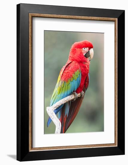 Red-And-Green Macaw (Ara Chloropterus), Buraco Das Araras, Mato Grosso Do Sul, Brazil-G&M Therin-Weise-Framed Photographic Print