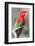 Red-And-Green Macaw (Ara Chloropterus), Buraco Das Araras, Mato Grosso Do Sul, Brazil-G&M Therin-Weise-Framed Photographic Print