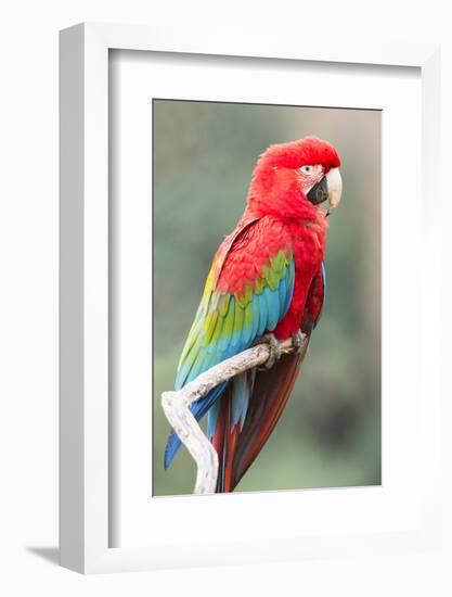 Red-And-Green Macaw (Ara Chloropterus), Buraco Das Araras, Mato Grosso Do Sul, Brazil-G&M Therin-Weise-Framed Photographic Print