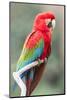 Red-And-Green Macaw (Ara Chloropterus), Buraco Das Araras, Mato Grosso Do Sul, Brazil-G&M Therin-Weise-Mounted Photographic Print