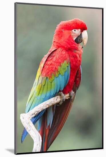 Red-And-Green Macaw (Ara Chloropterus), Buraco Das Araras, Mato Grosso Do Sul, Brazil-G&M Therin-Weise-Mounted Photographic Print